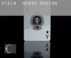 Stein horse racing