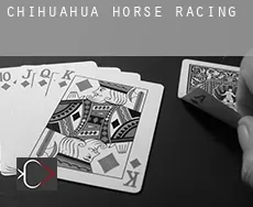 Chihuahua  horse racing