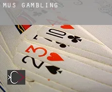 Muş  gambling