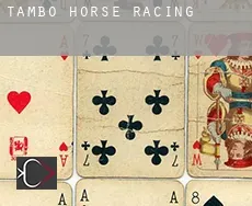 Tambo horse racing