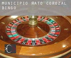 Municipio Hato Corozal  bingo