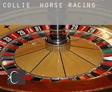Collie horse racing
